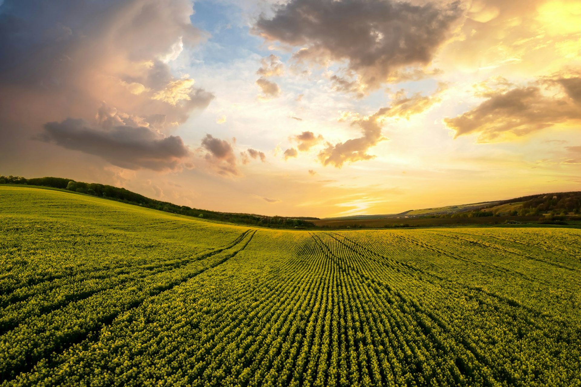 Aerial view of bright green agricultural farm field with growing rapeseed plants at sunset