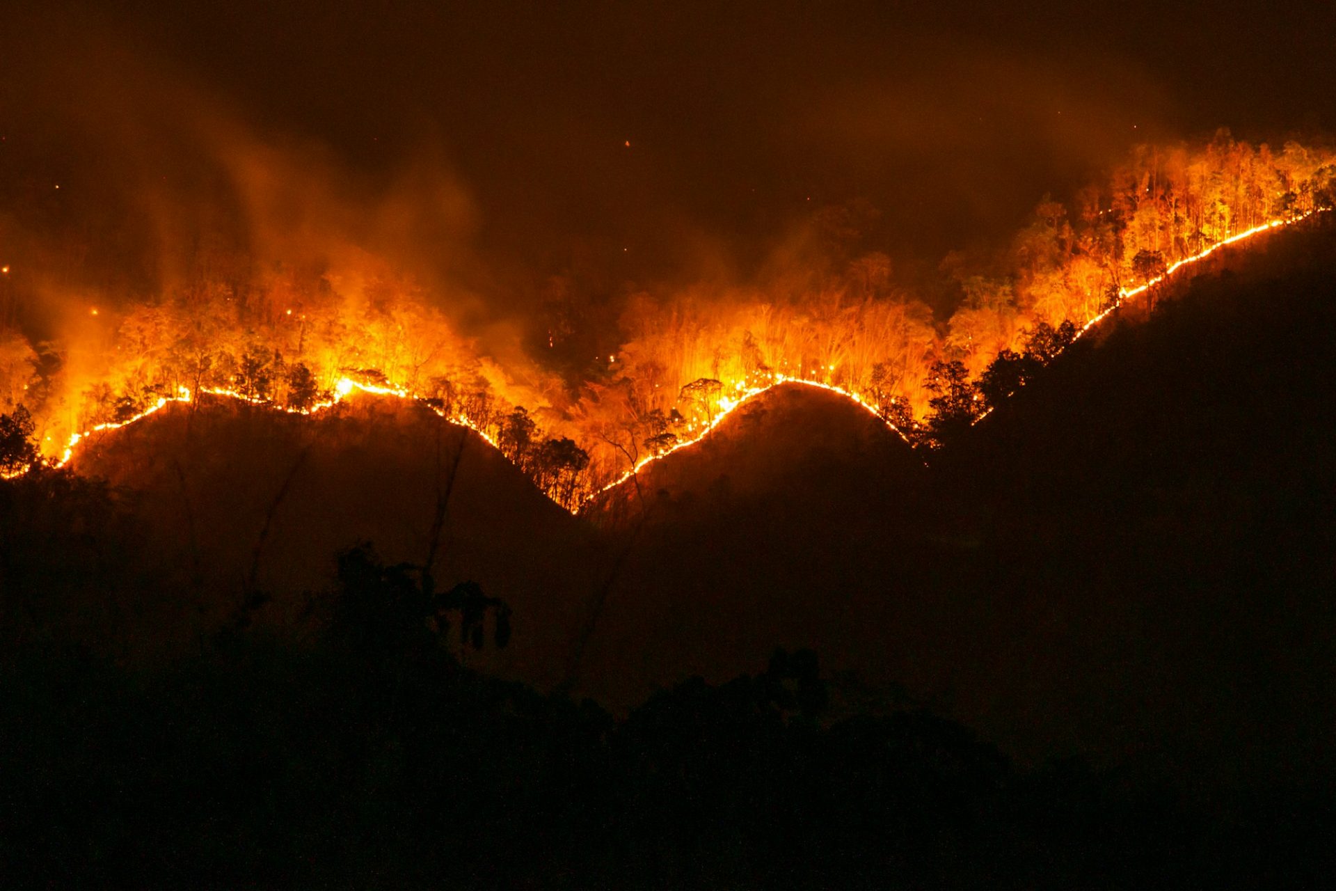 fire. wildfire, burning pine forest in the smoke and flames.