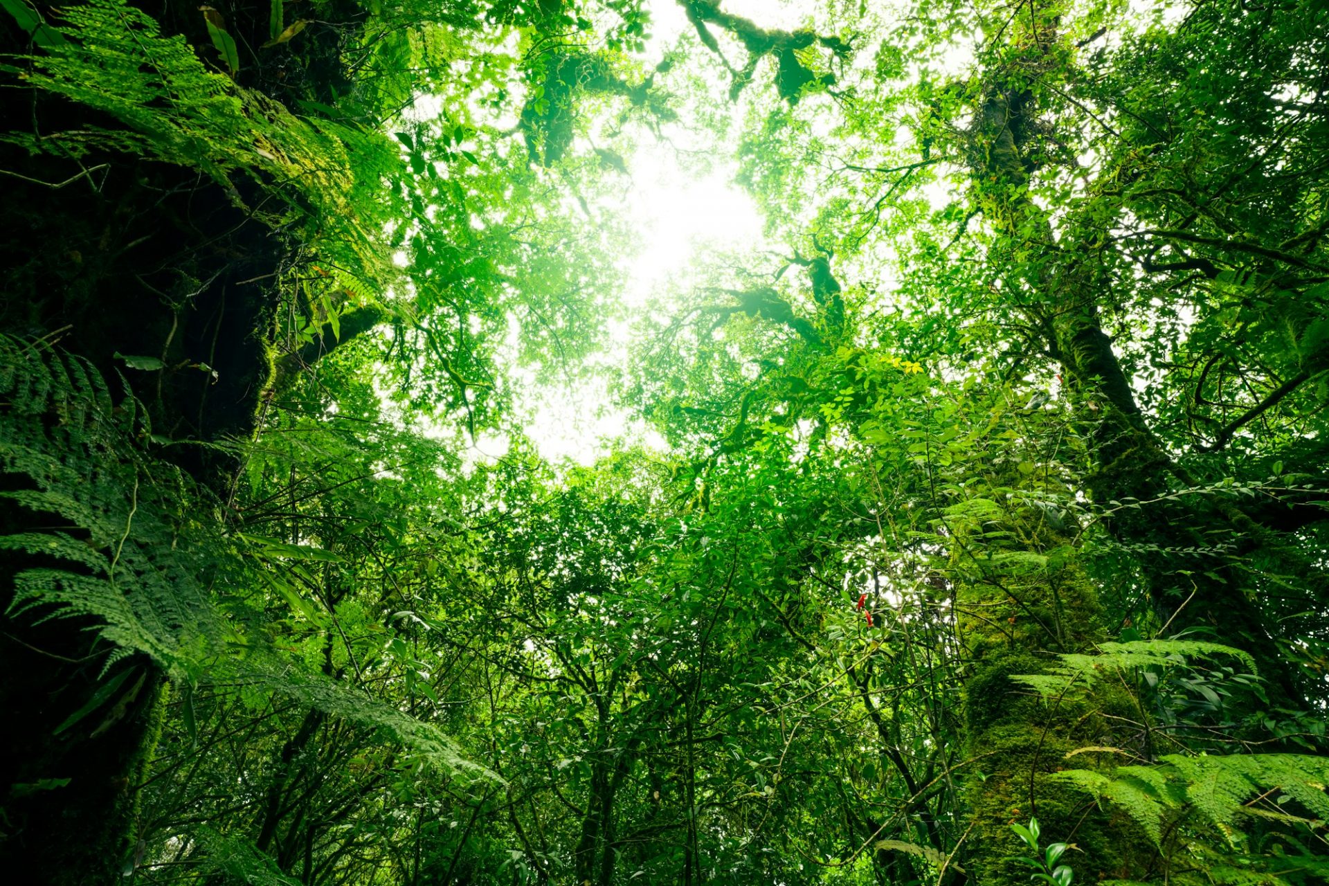 Green tree forest with sunlight through green leaves. Natural carbon capture and carbon credit